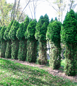 deer damaged arborvitae