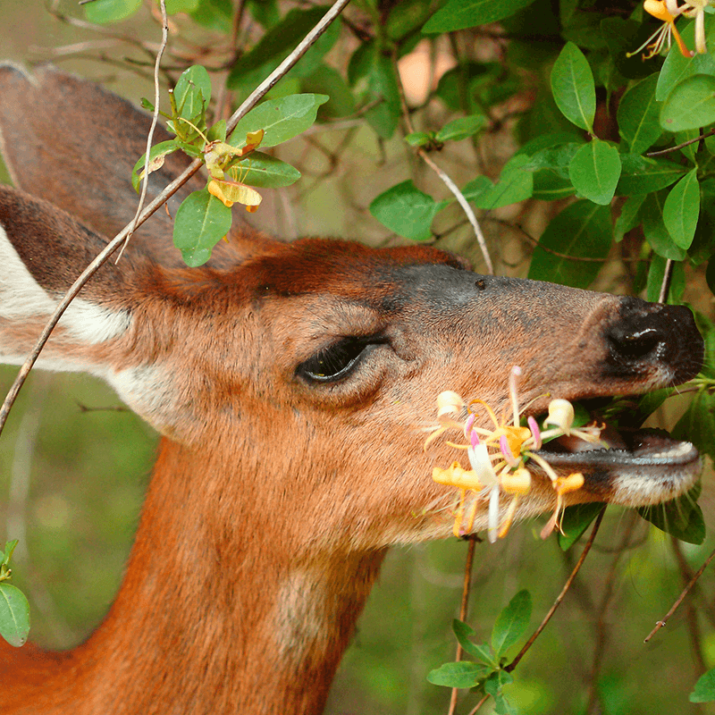 deer honeysuckle